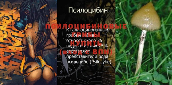 PSILOCYBIN Баксан
